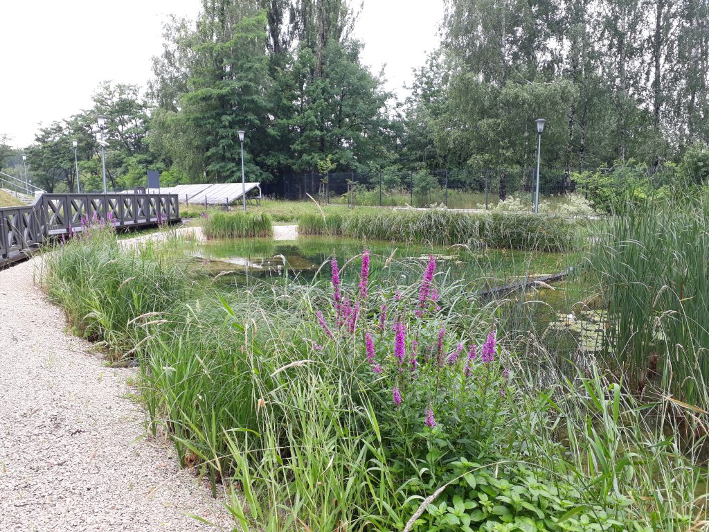 The reeds along the pool coast.