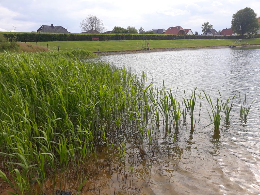 The reedbeds are important for biological water treatment.