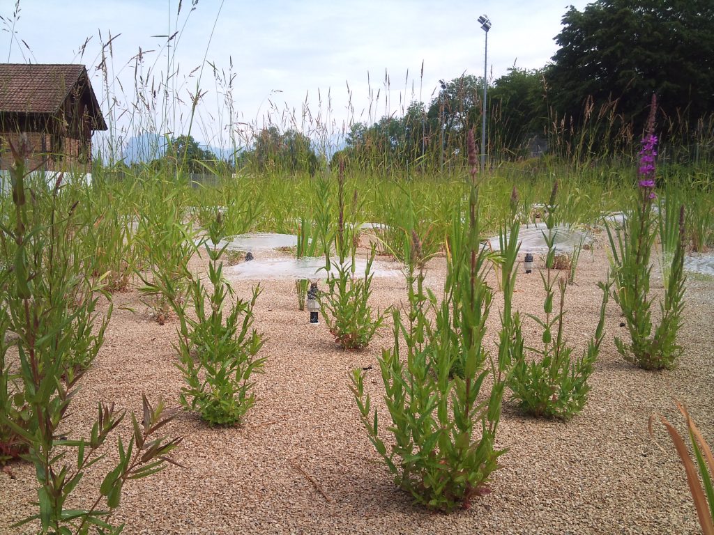 The Neptune filter sprays the water onto the gravel, providing biological water purification.