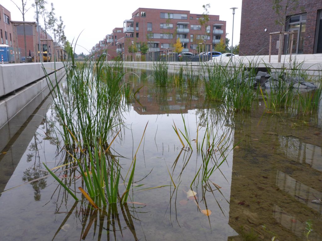 Die Röhrichte dient dazu, die unerwünschten Nährstoffe aus dem Wasser aufzunehmen.